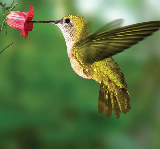 birds